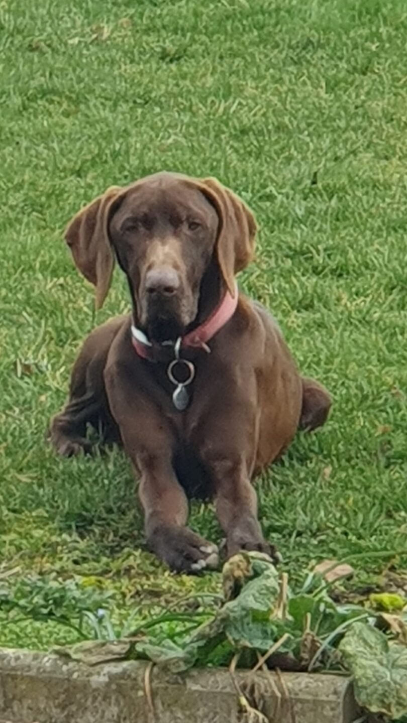 Labrador chocolat assis dans l’herbe – chien marron élégant