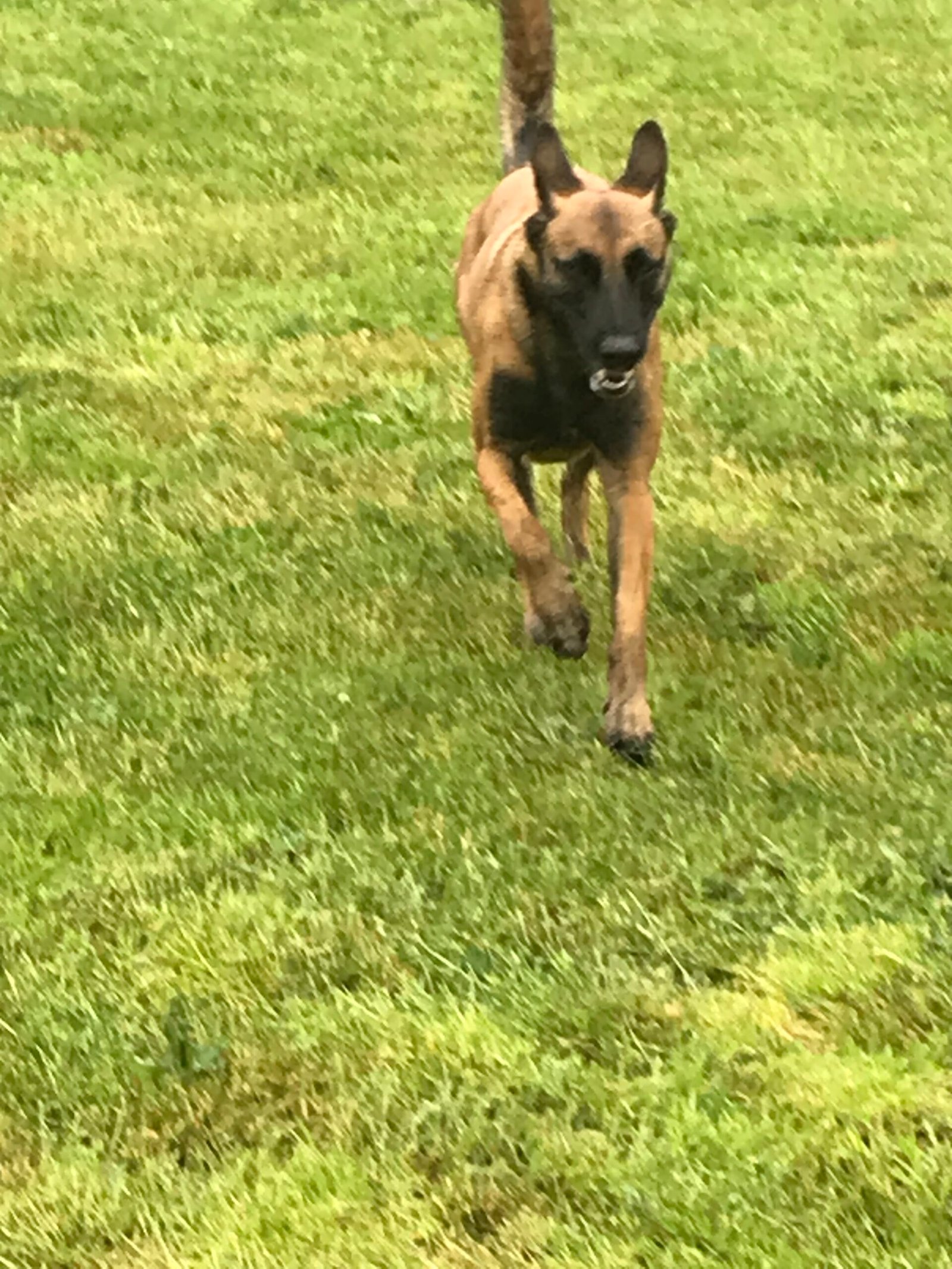 Berger Belge Malinois courant dans l’herbe