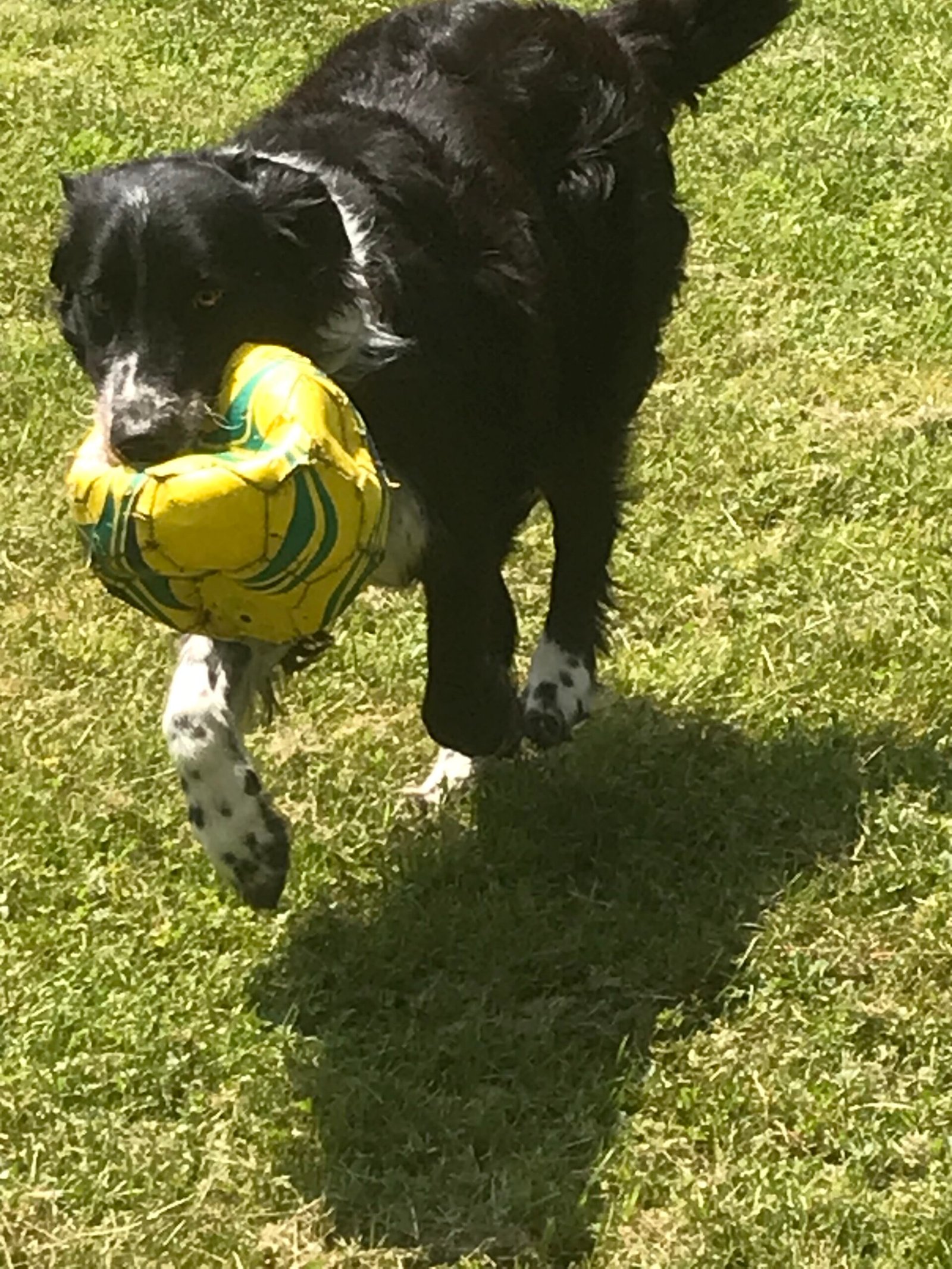 Border Collie noir et blanc jouant au ballon dans l’herbe
