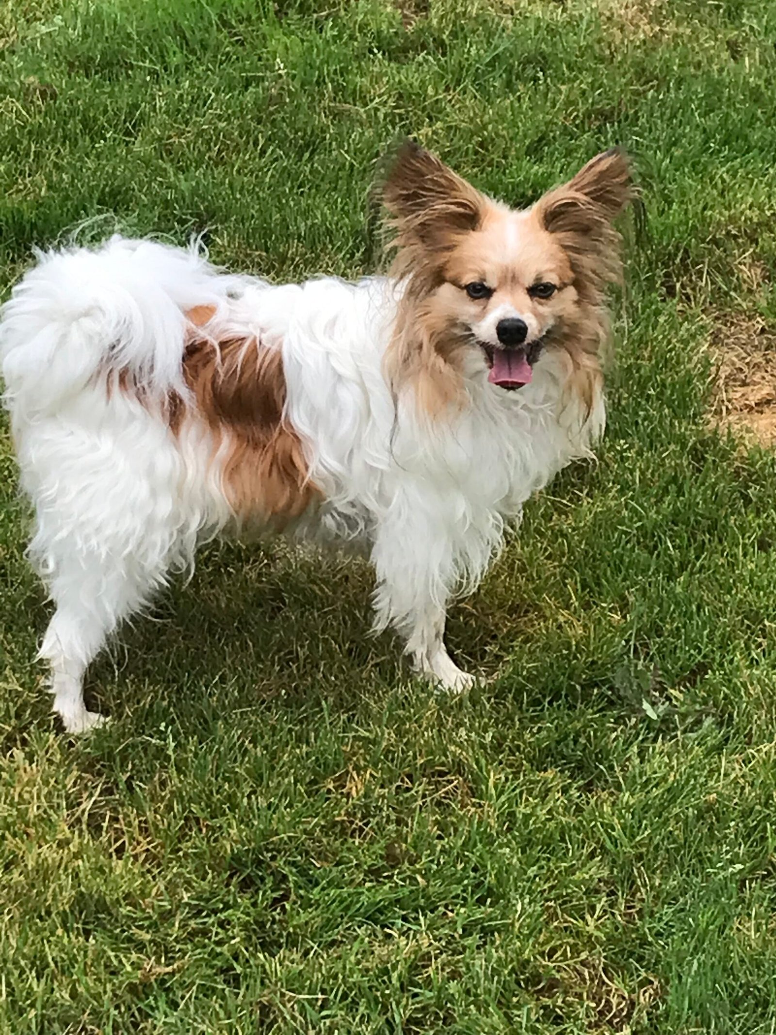 Chien Papillon blanc et fauve dans l’herbe