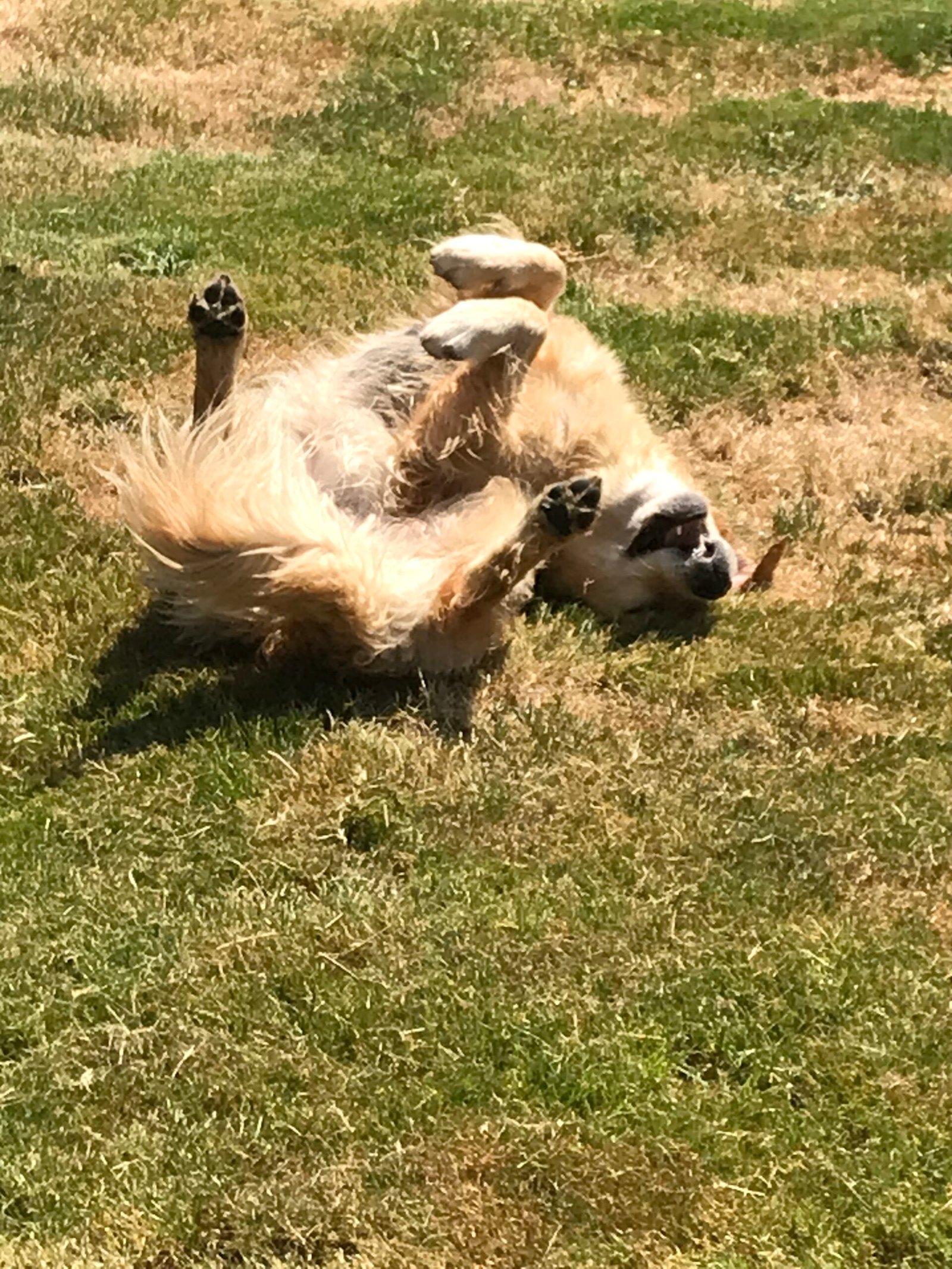 Golden Retriever jouant dans l’herbe au soleil