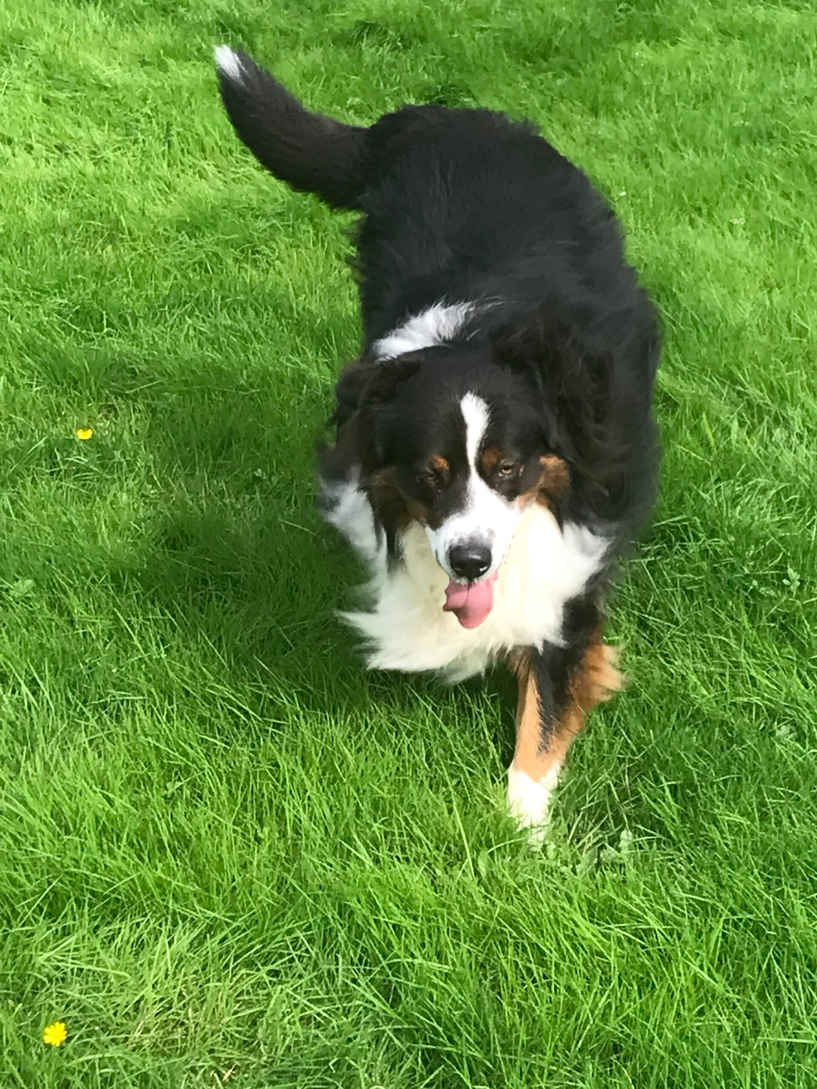 Berger Australien tricolore courant dans l’herbe