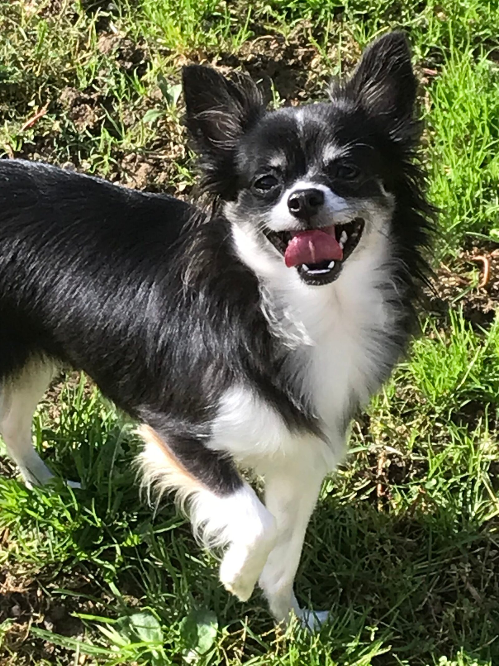 Chihuahua noir et blanc à poil long dans l’herbe