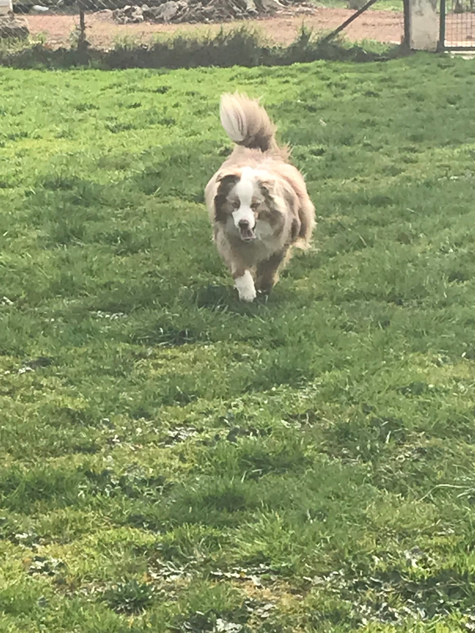 Berger Australien rouge merle courant dans l’herbe