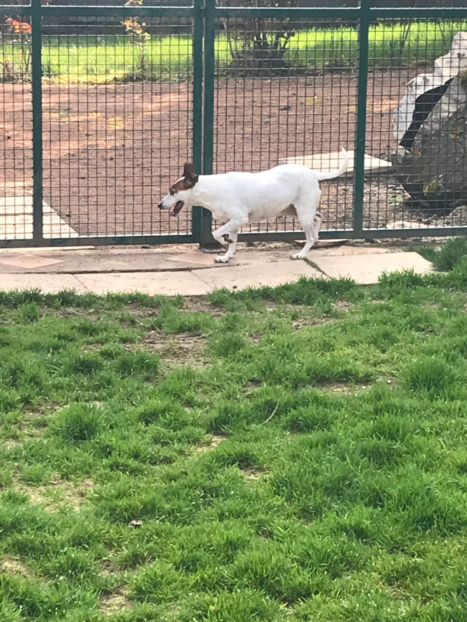 Jack Russell Terrier blanc et marron dans un parc canin